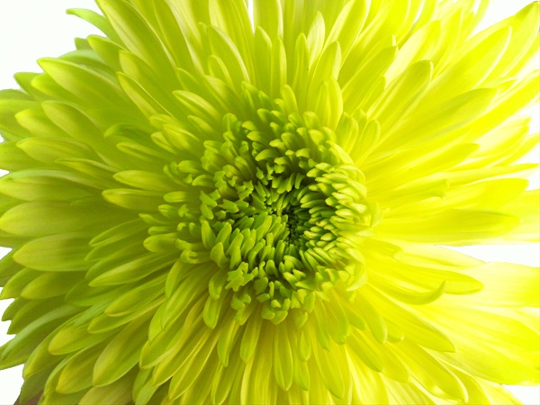 Magnum Yellow Chrysanthemum Bouquet