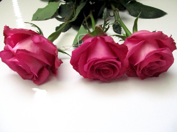Rose Cotton Candy - Standard Rose - Roses - Flowers by category ...