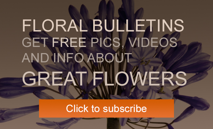 Subscribe to our floral bulletins