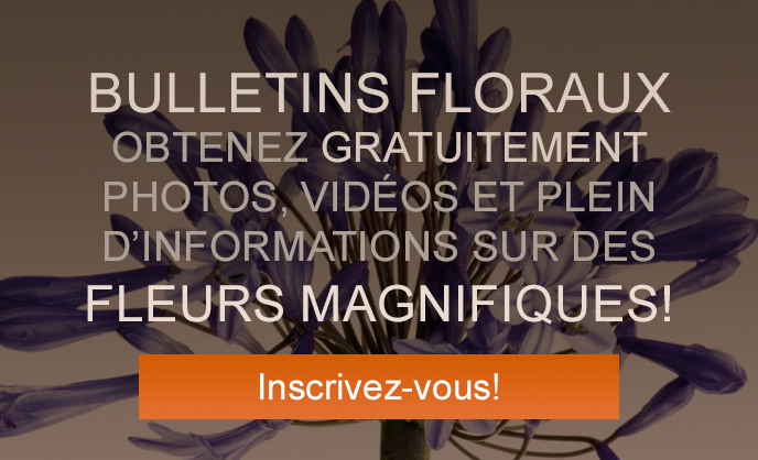 Abonnez-vous à nos bulletins floraux