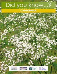 Gypsophila