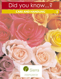 Rose Care & Handling at Valentine’s Day