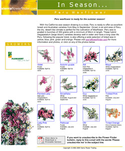 Waxflower